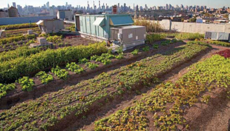The New Urban Agriculture: Growing the Second Green Revolution Image